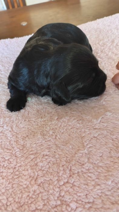 Hawańczyk suczka z rodowodem