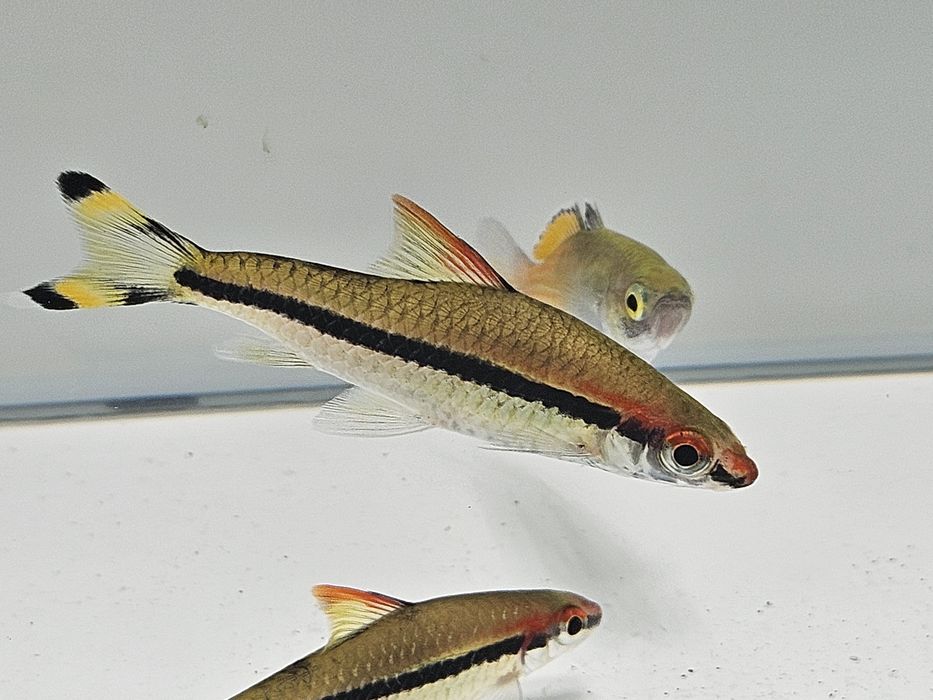 Brzanka denisona
