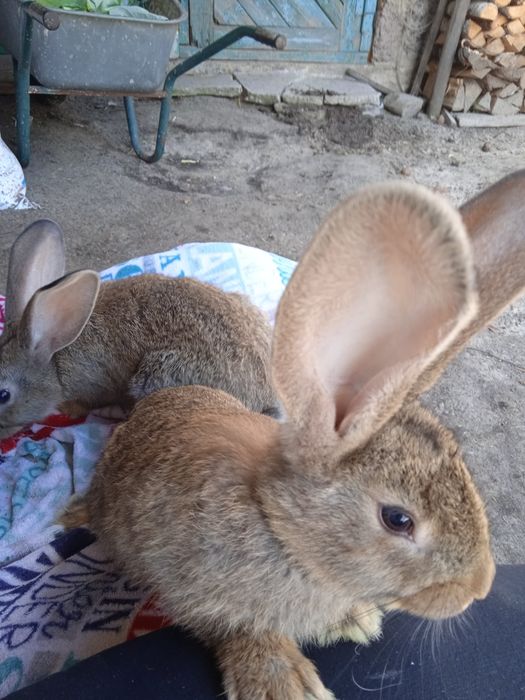 Продам кролічок в наявності є 4 шт вік 5місяців