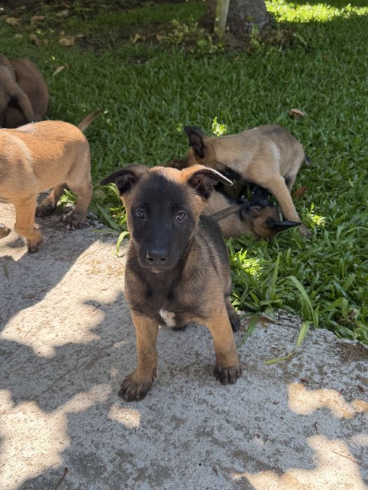 Pastor belga Malinois Puro Casa do Tavarsbull