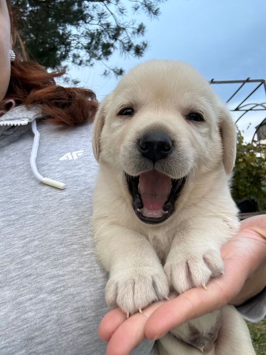 Labrador retriever szczeniaki z rodowodem