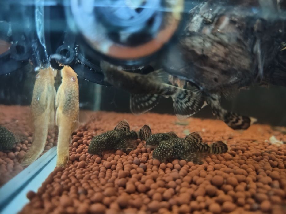 Ancistrus albinos e sp.