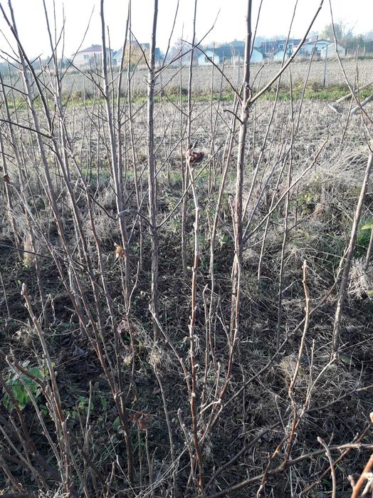 Okazja! Drzewka pod zalesienia na drewno orzech czarny włoski laskowy