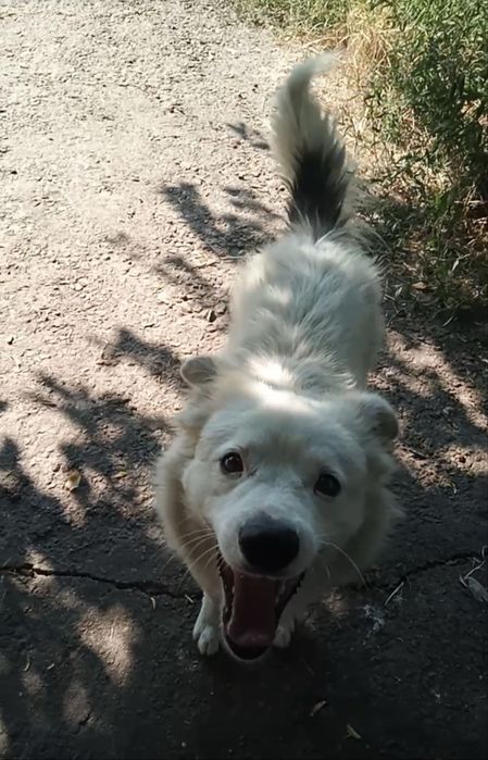 Віддам собаку в добрі руки