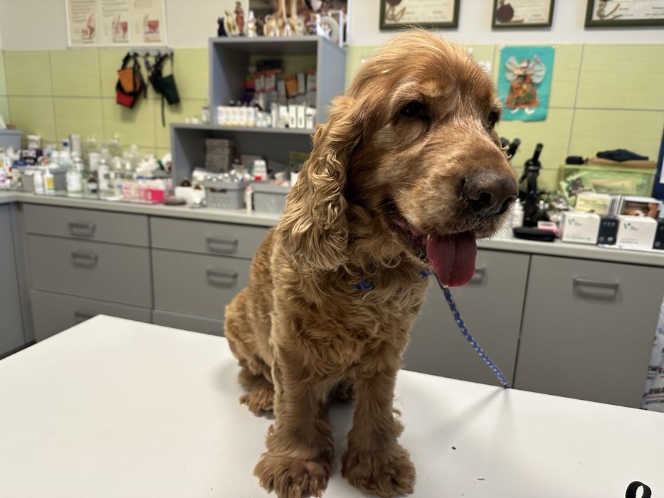 Coker Spaniel znaleziony w Łowęcicach gmina Miękinia