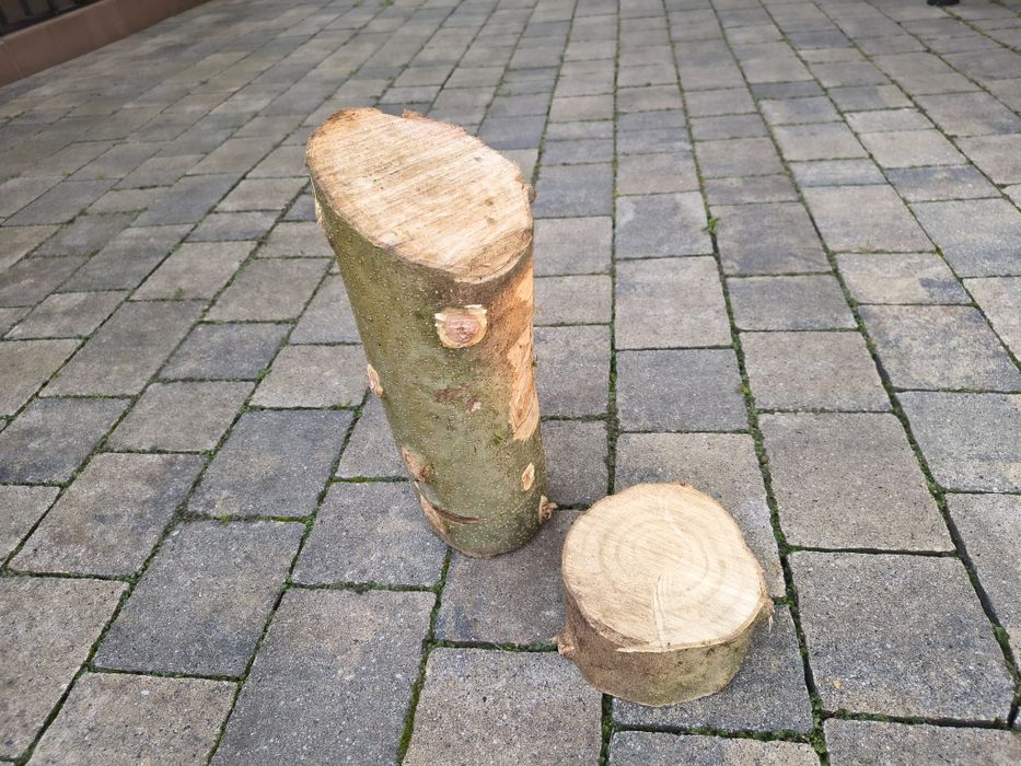 Orzech włoski plaster drewno kloc pień