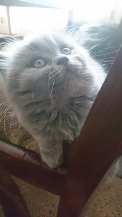 Кот на вязку прямоушка