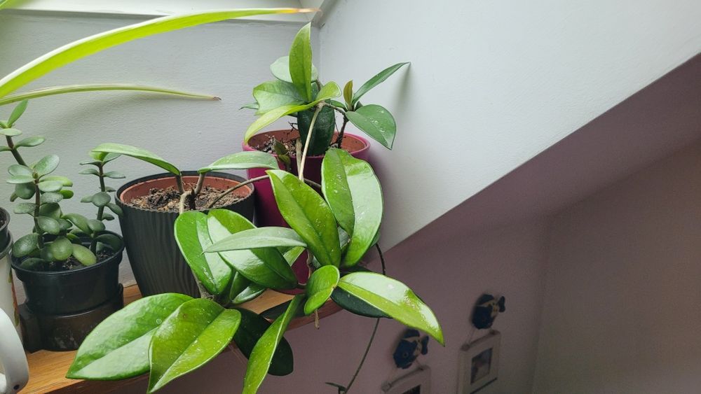 Kwiat domowy jak i ogrodowy szczawik