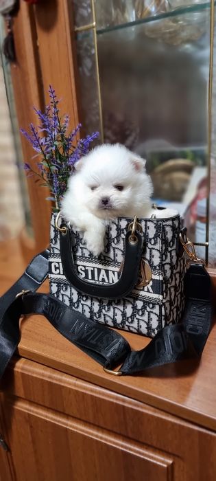 Супер Мишка !!!БРОНЬ!