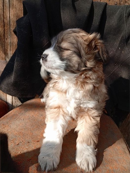 Собачки у добрі руки