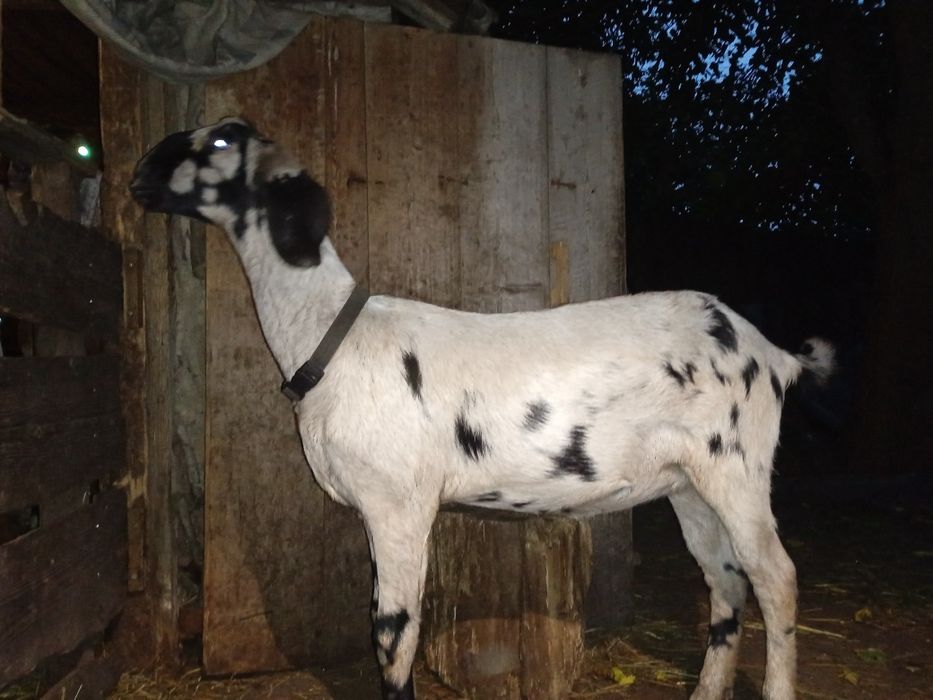 100% англонубійська