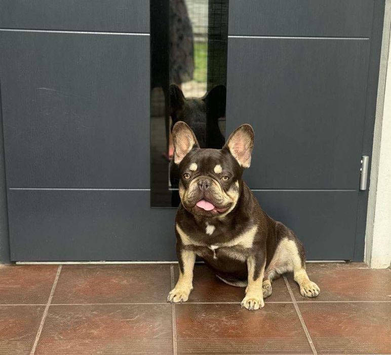 Piesek buldog francuski marengo