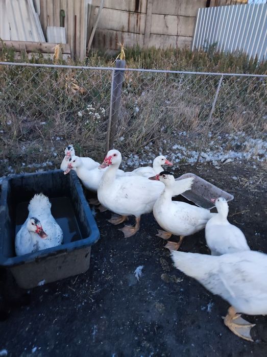 Мясо утки и гуся