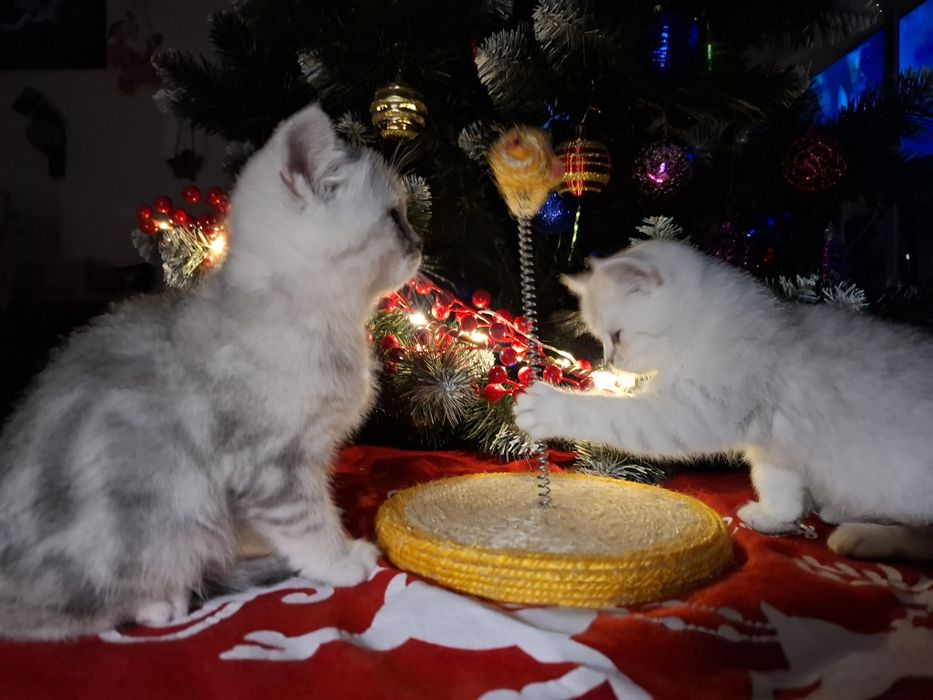 Шотландські кошенятка