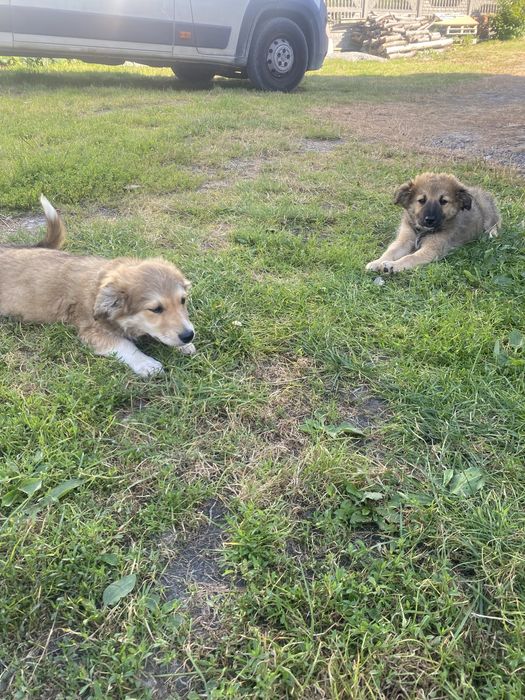 Маленькі дівчатка шукають люблячі родини .