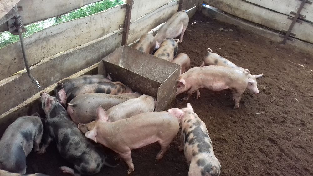 поросята породи петрен