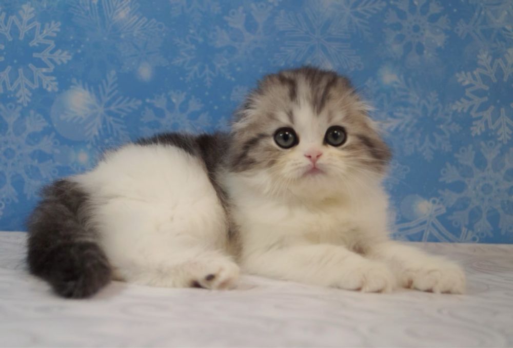 Хлопчик шотландський хайленд фолд