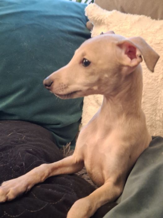 Charcik włoski- piesek