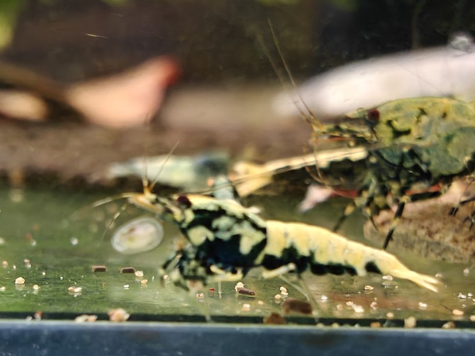 Krewetki Caridina BOA