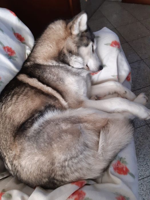 Zapowiedź miotu Alaskan Malamute ZKwP/FCI