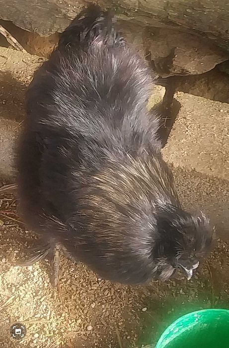 Galo sedoso do Japão