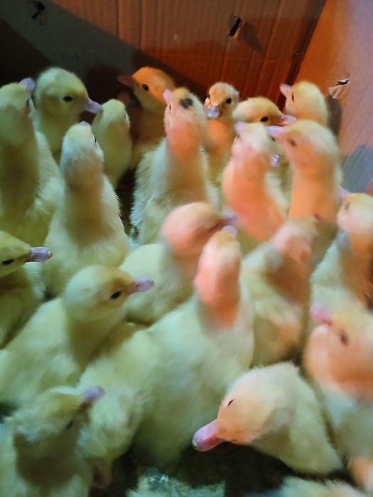 Мускусні каченята .