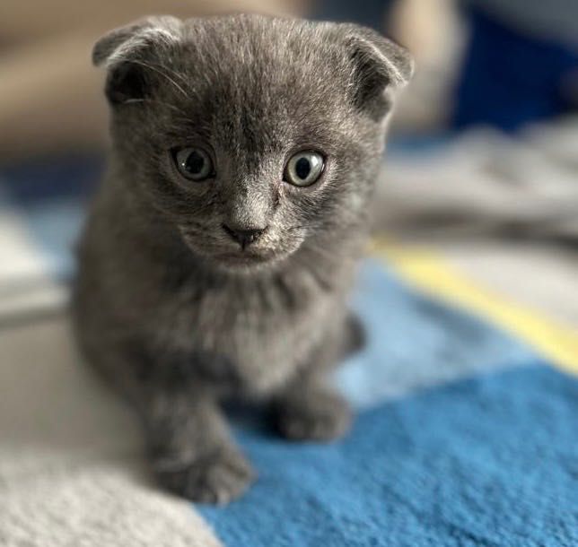 Кошенята породи Scottish fold  (шотландці висловухі)
