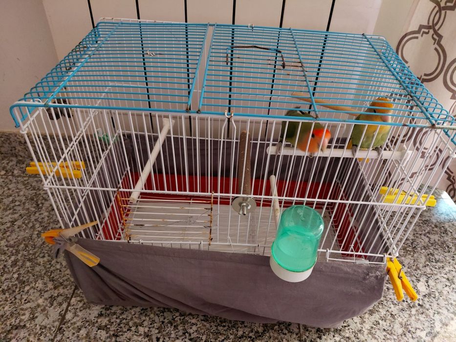 Vendo casal de agaponis