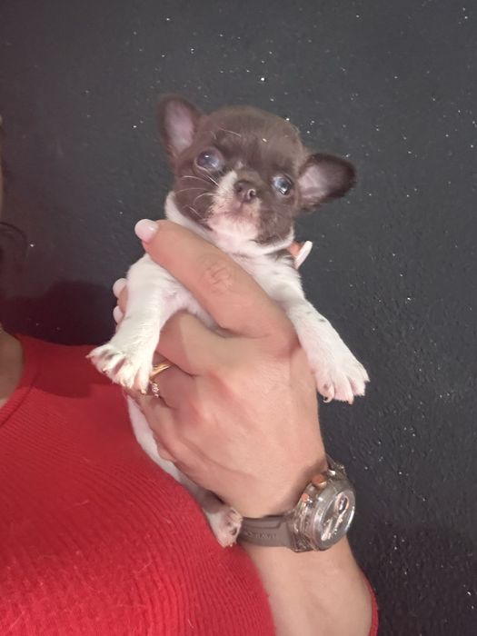 Menina  Chihuahua  lindissima “ de bolso.
