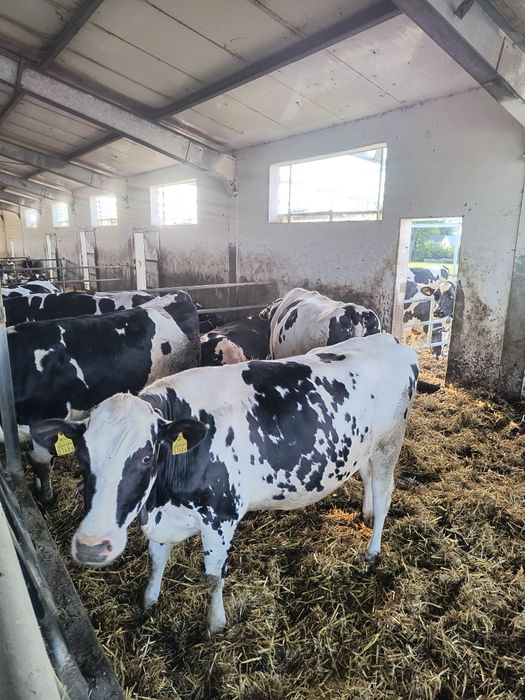 Jałówki wysokocielne nisko cielne cielaki