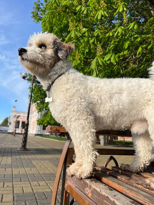 Собака для вязки