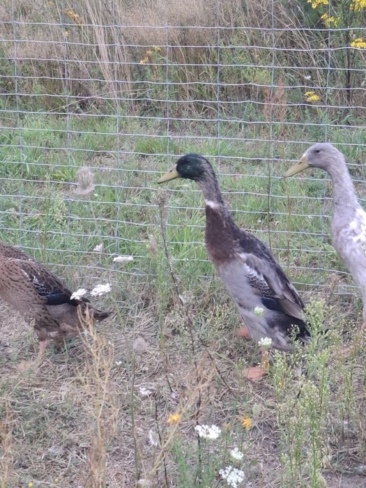 Sprzedam kaczory biegusy