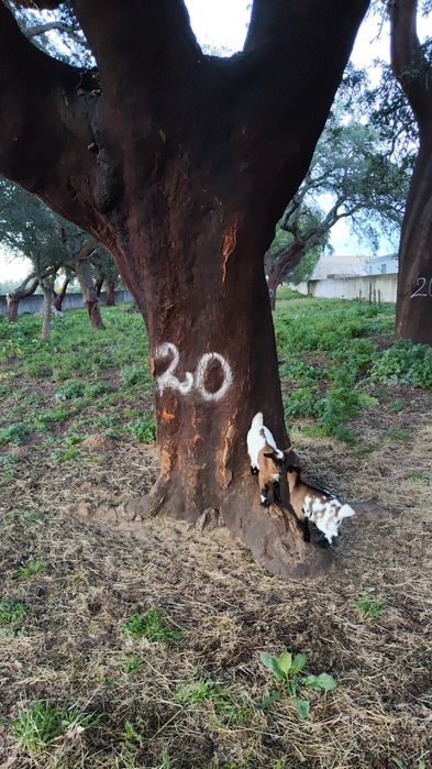 Mini cabrinhas anãs