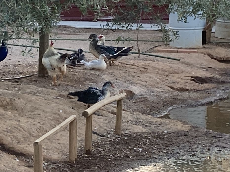 Patos mudos varias idades