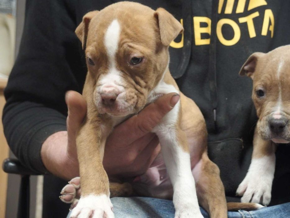 American Staffordshire Terrier Amstaff Suka