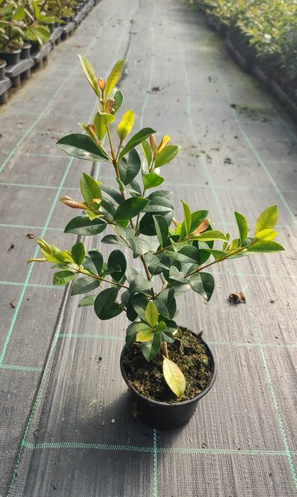 Eugenia Newport 50CM - 80/100CM - 100/150cm - 200/250CM - 300/400CM