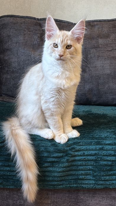 Кошеня Менй Кун хлопчик