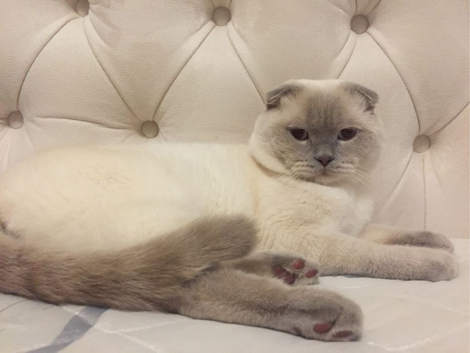 Вязка . Скоттиш - фолд .