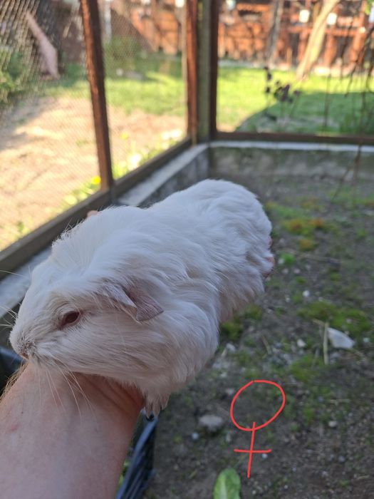 Świnka morska samica