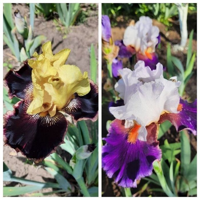 Набор ирисов 15 сортов