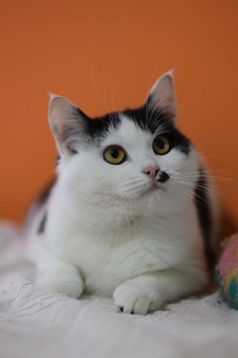 Киця Еріка, 8 місяців