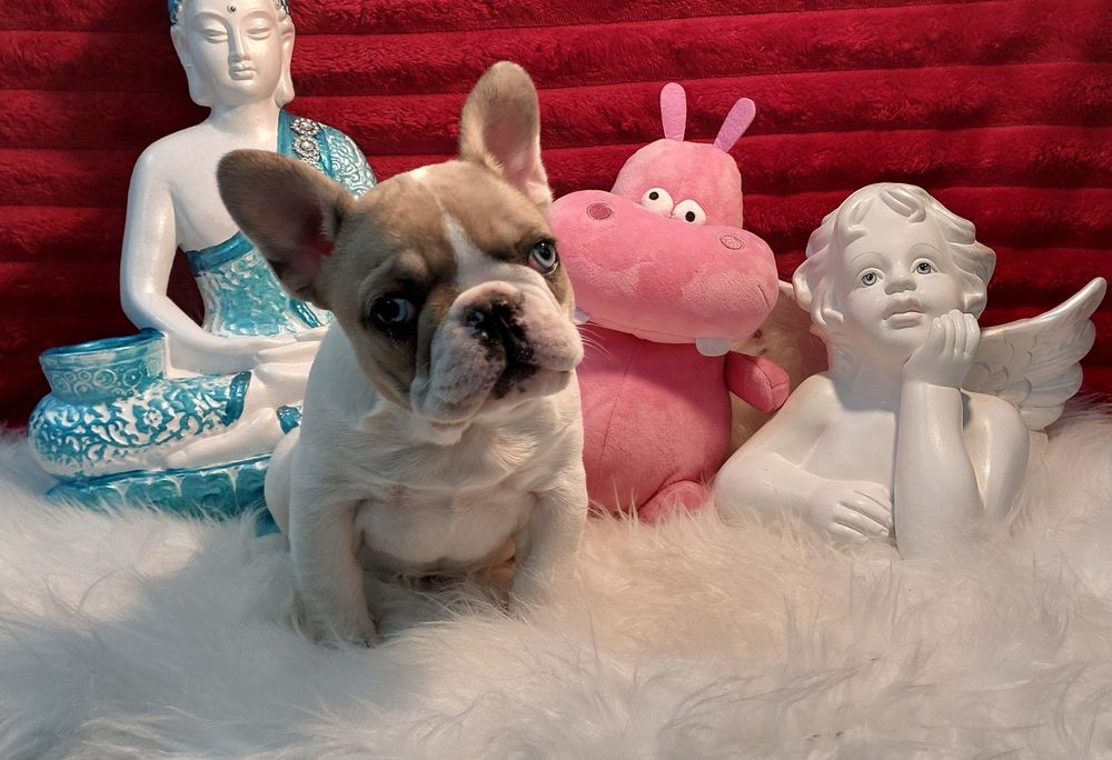 Bulldog francês olho azul