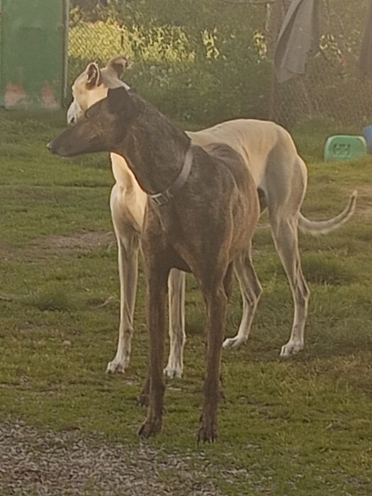 Oddam za darmo charta angielskiego grejchund