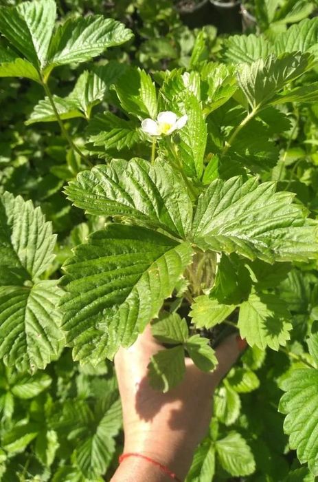 Саджанцi полуниця,, Ольвiя "