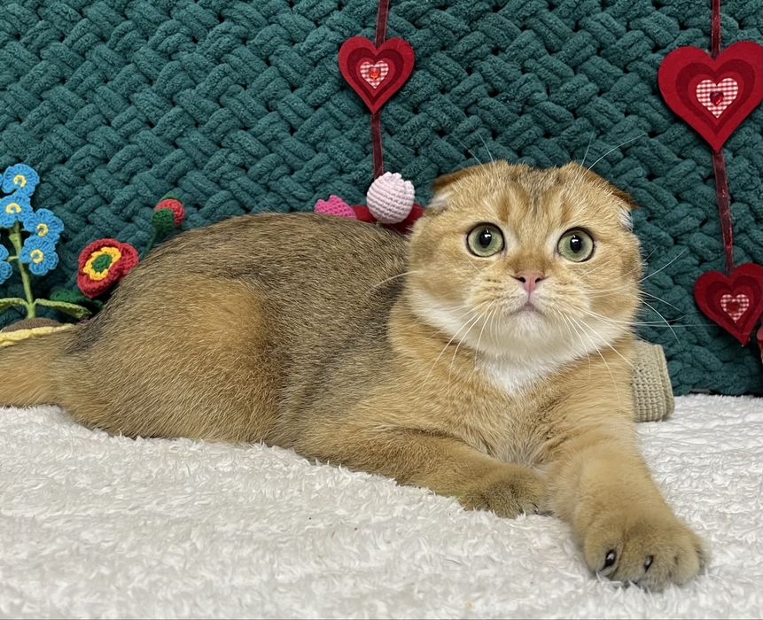 Шотландська киця