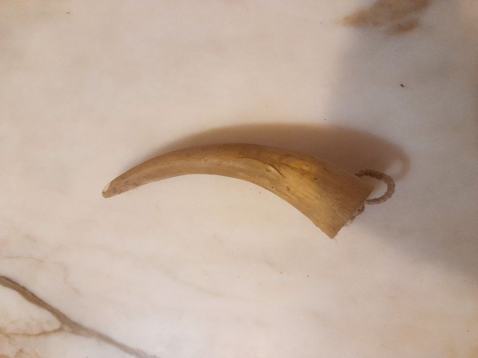 Chifre Decorativo e Dente de Javali