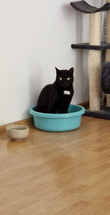 Koty do adopcji razem lub osobno