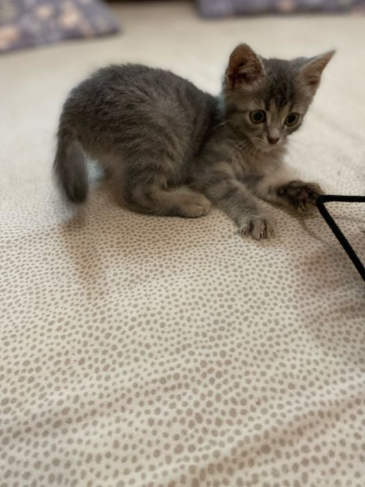 Віддам котика в хороші руки 1,5 міс ,до лотка привчений.