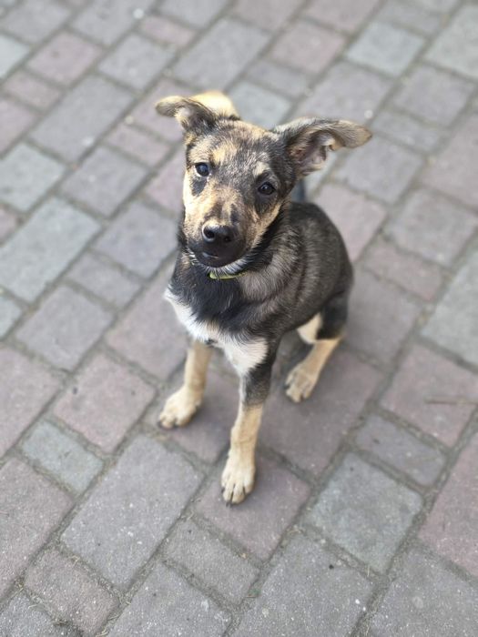 Pixie suczka półroczna do adopcji