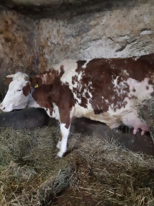 Krowa Simental duża młoda świeżo wycielona!